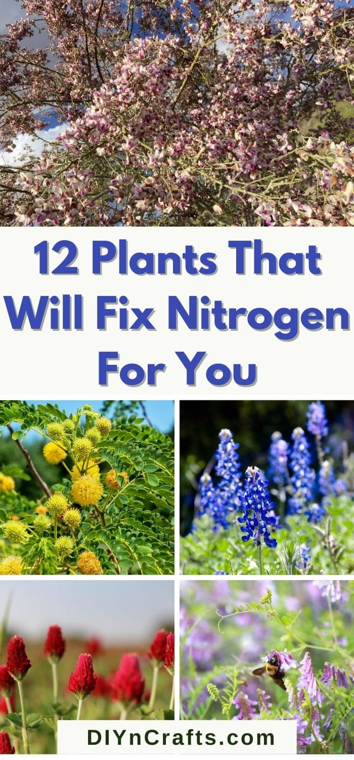 12 Best Nitrogen Fixing Plants to Add to Your Garden lineupmag