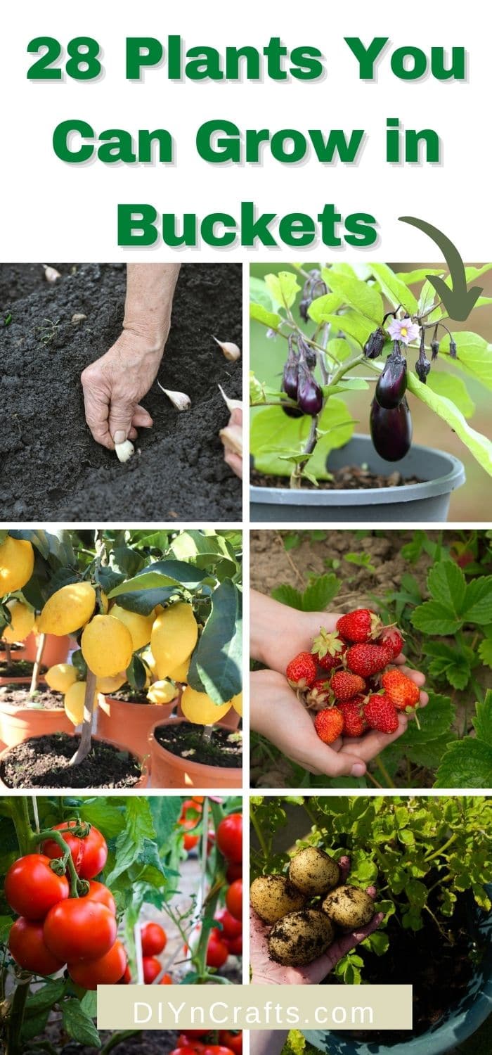 28 Amazing Plants That Thrive Growing in Buckets DIY & Crafts