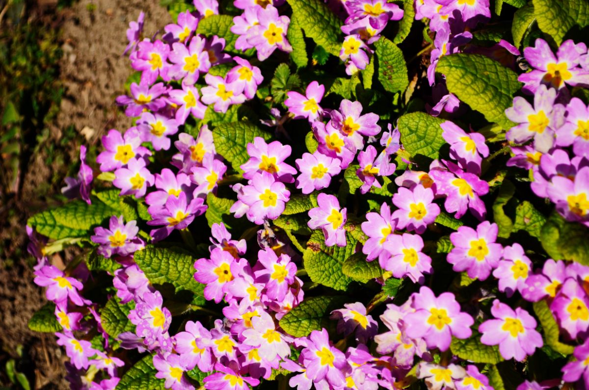 25 Beautiful Flowers to Grow Under Trees with Success DIY & Crafts