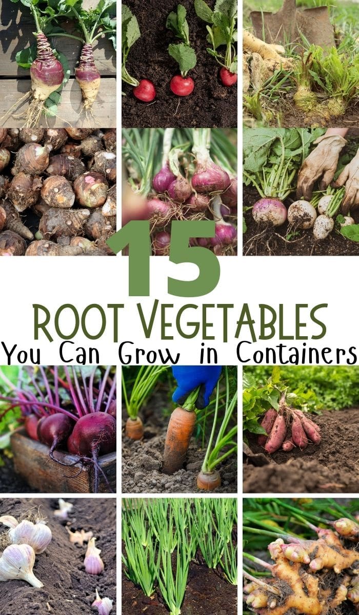15 Fantastic Root Vegetables You Can Grow in Containers DIY & Crafts