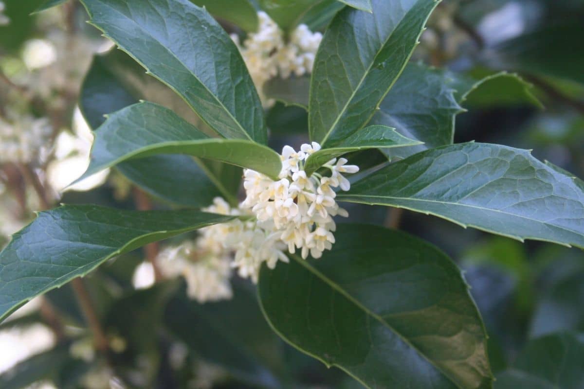 25 Of The Most Beautiful White Shrubs You Can Grow DIY