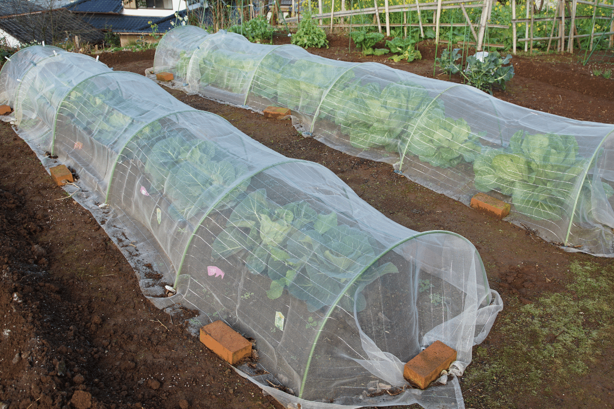 20 Garden Cloche Ideas to Protect Your Plants (Many Upcycled Ideas)