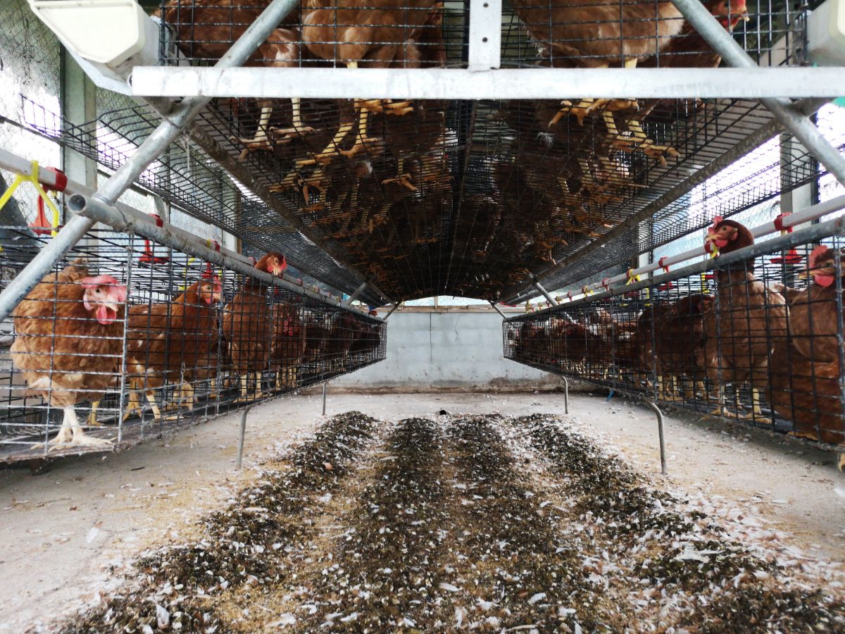 8 Tips for Composting Chicken Manure to Use in the Garden DIY & Crafts