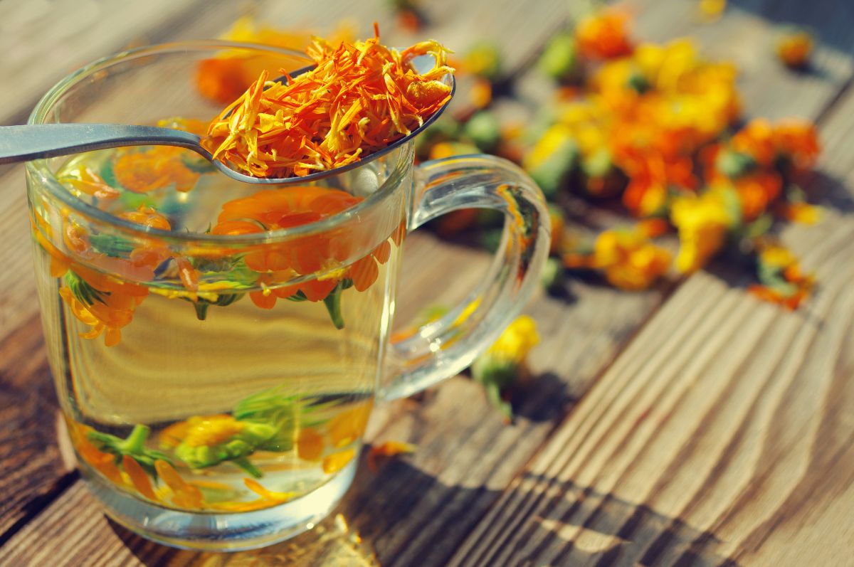12 Reasons Why Marigolds Are the Best Flowers in Your Garden GreenStories