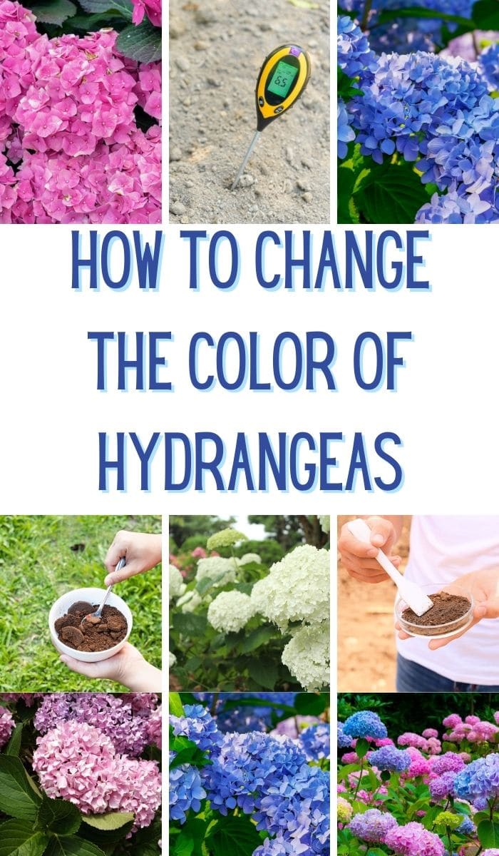 How to Magically Change the Color of Your Hydrangeas! Make House Cool