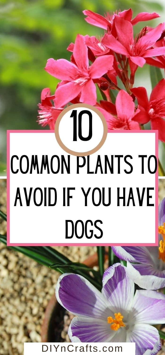 10 Common Plants to Avoid if You Have Dogs Make House Cool