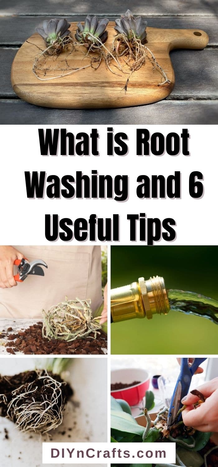 What is Root Washing and 6 Expert Tips to Do it Professionally
