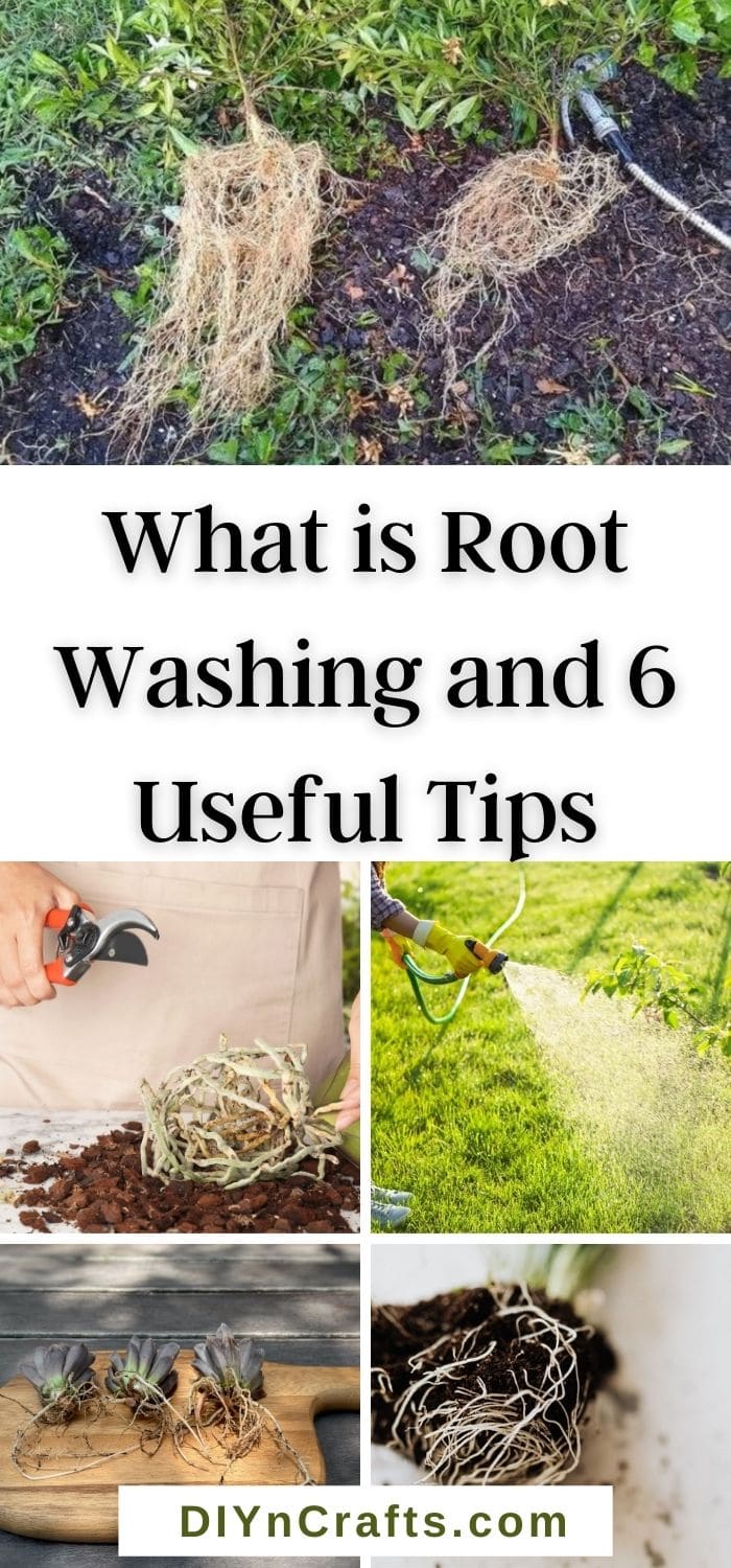 What is Root Washing and 6 Expert Tips to Do it Professionally