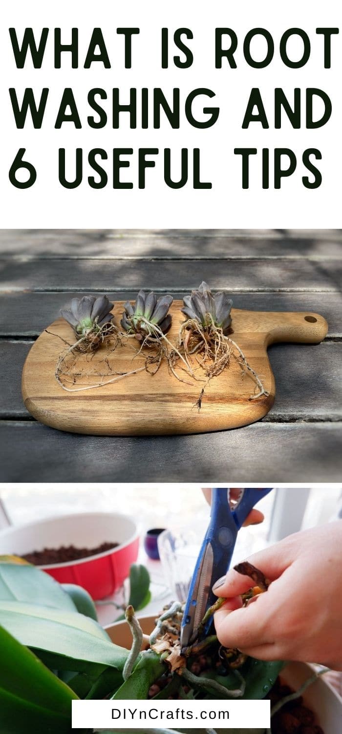 What is Root Washing and 6 Expert Tips to Do it Professionally