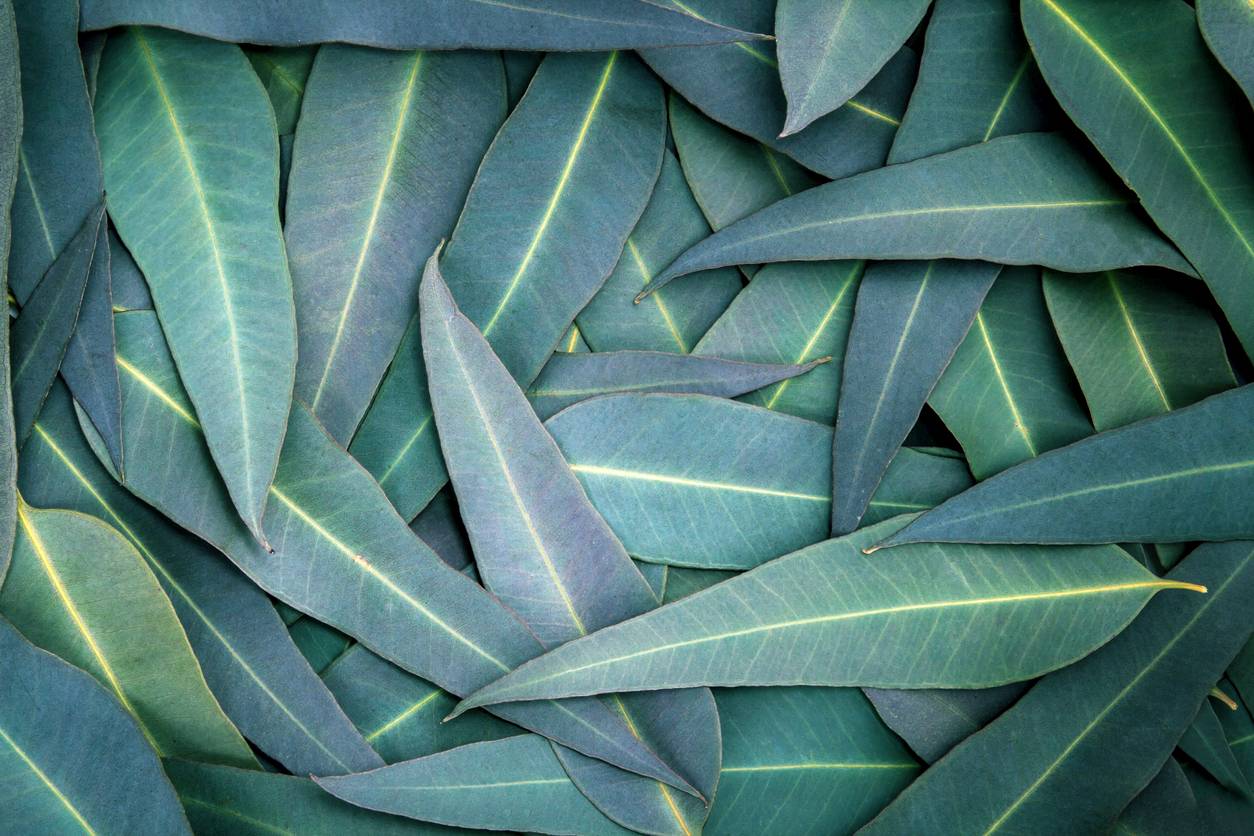 Eucalyptus Tree Care How To Grow And Care For Eucalyptus Trees
