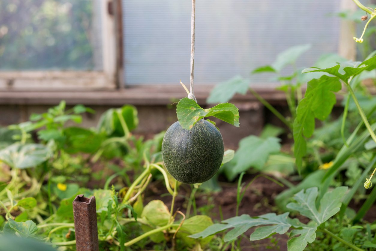 Watermelons In Containers Grow And Harvest Watermelons Vertically