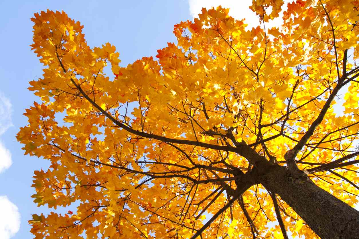 Maple Trees How To Grow And Care For Maple Trees