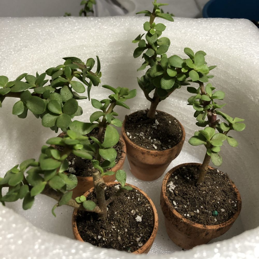 Portulacaria Afra Care Tips on Growing & Nurturing The Elephant Bush