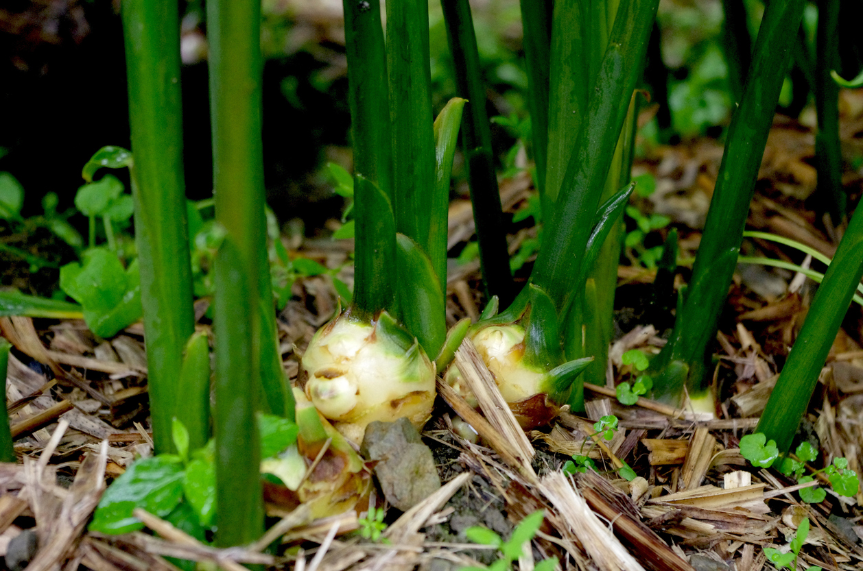 Ginger Plants Care How To Grow And Harvest Ginger