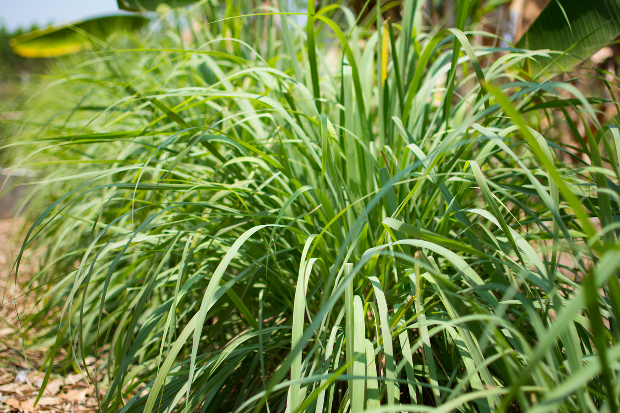 Lemongrass Care How To Grow And Harvest Lemongrass