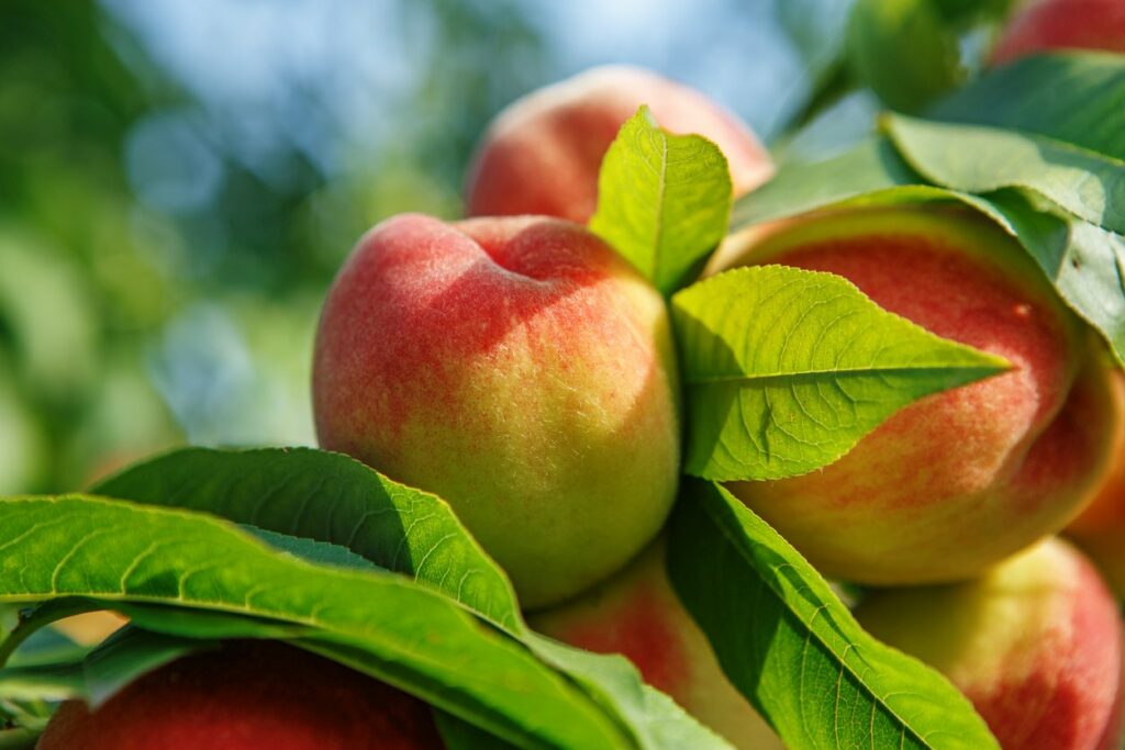 Peach Tree Care How To Grow And Harvest Peach Trees