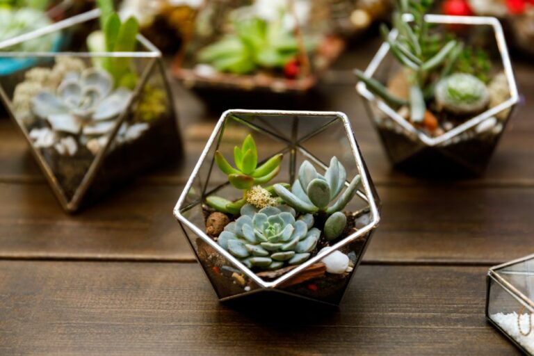 Succulent Terrarium Care How To Make A Succulent Terrarium