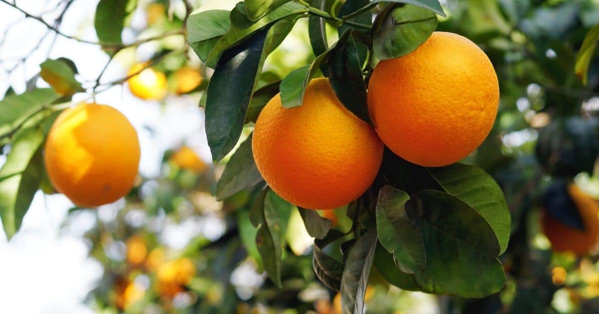 Can You Freeze Orange Juice? Here's How to Do It Right