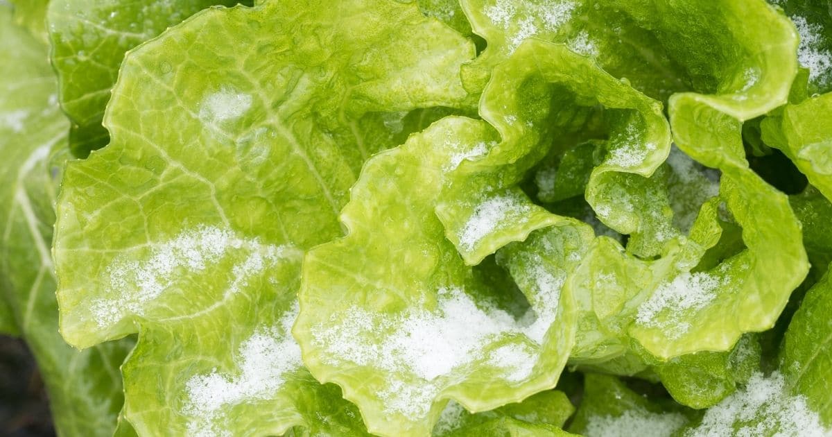 Can You Freeze Lettuce? Here's How You Can Do This