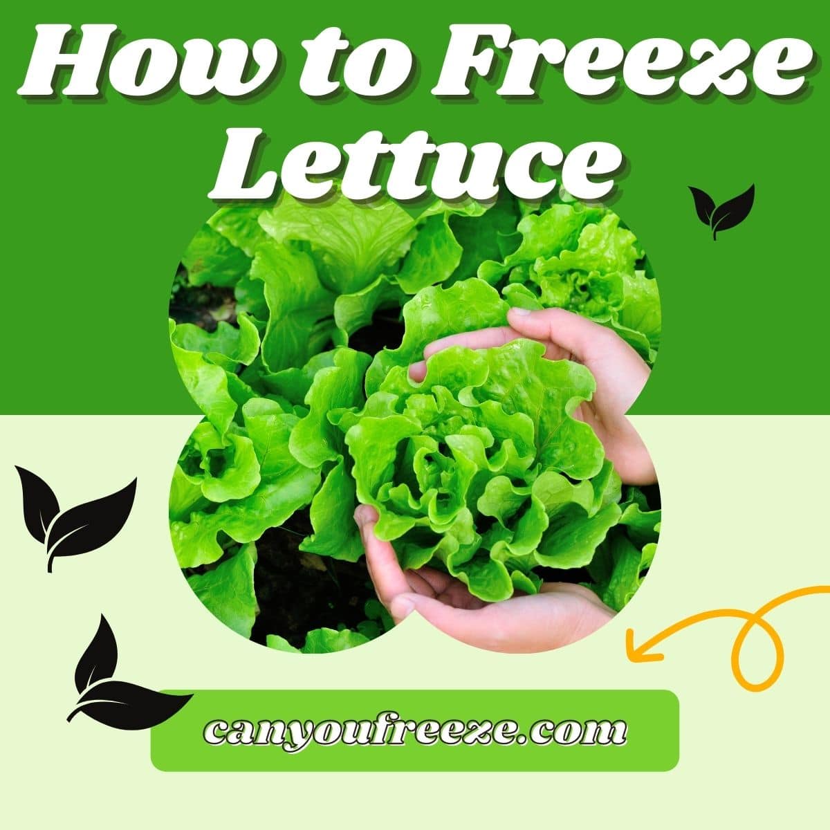 Can You Freeze Lettuce? Here's How You Can Do This