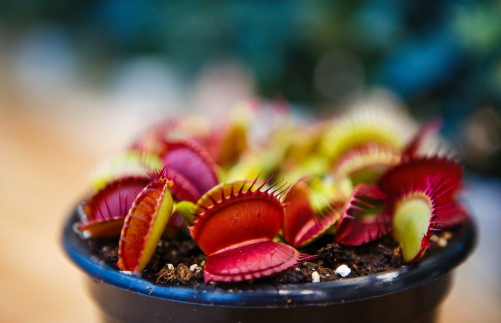 Venus Flytrap Care How To Grow And Care For Venus Flytraps