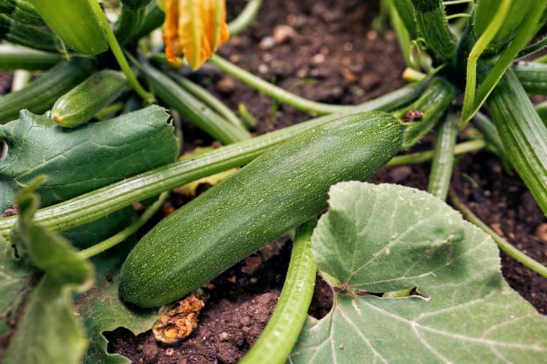 Zucchini Growing Problems Troubleshooting Zucchini Diseases And