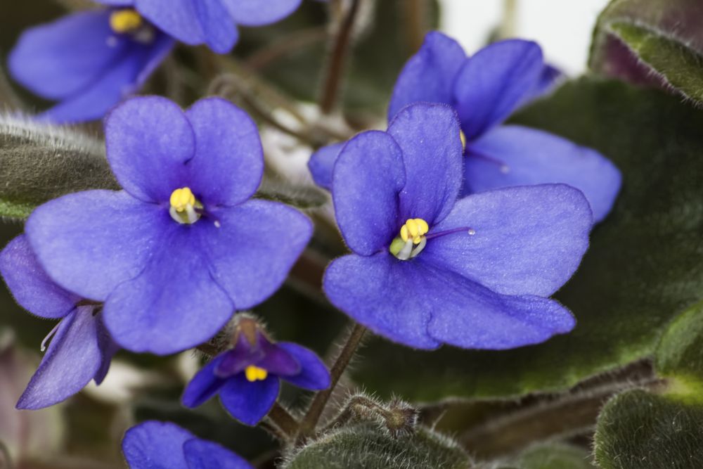 African Violets Problems Troubleshooting Common Flowering