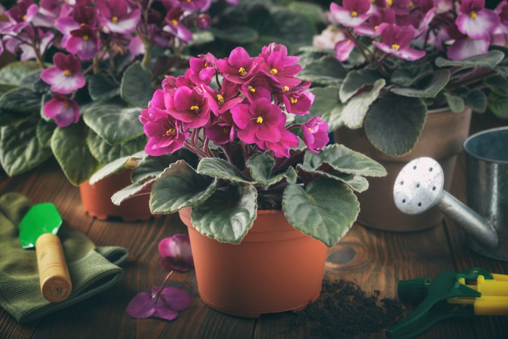 African Violets Problems Troubleshooting Common Flowering