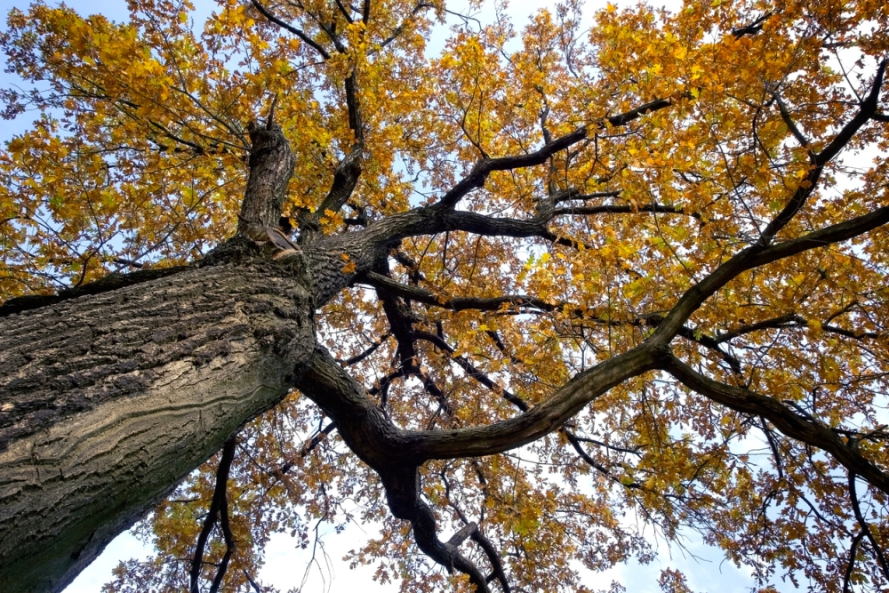 Oak Tree Growing Problems Keep Your Oak Tree Growing Healthy