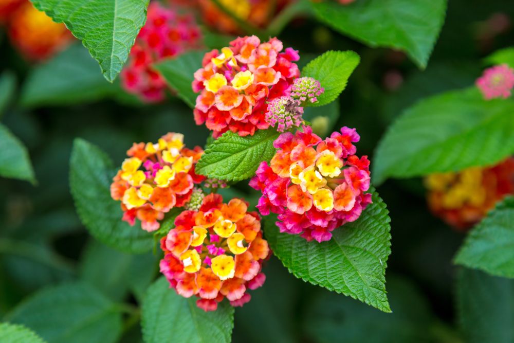 How to Grow & Care for Verbena Plants