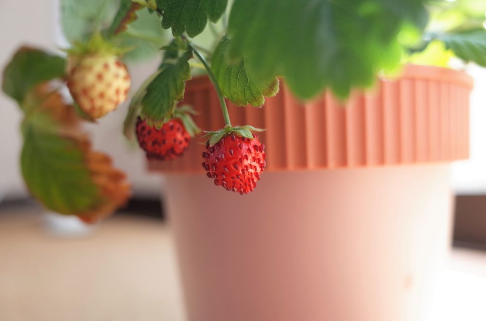 Berry Container Gardening Growing And Caring For Berries In Pots
