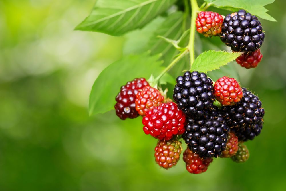 Blackberry Care How To Grow And Harvest Blackberries