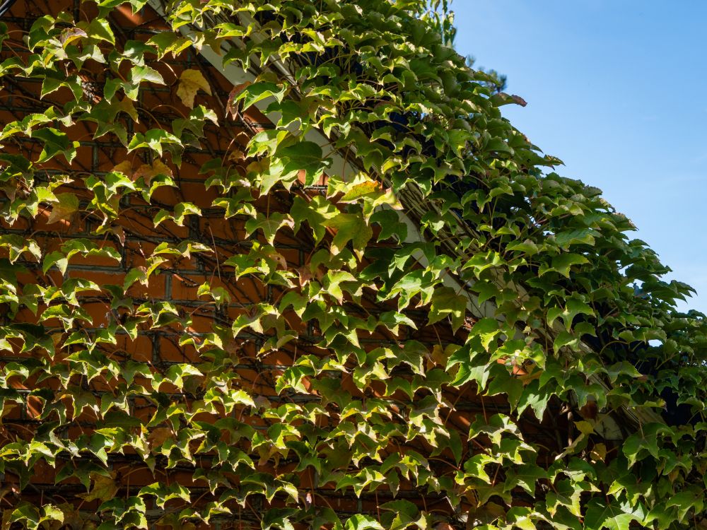 Boston Ivy Care How To Grow And Care For Boston Ivy