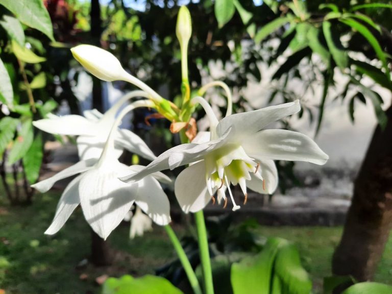 Amazon Lily Flower How To Grow And Care For Amazon Lily Bulb