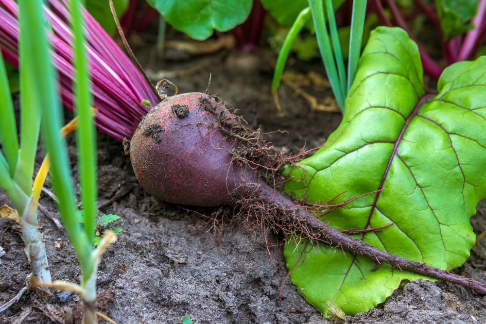 Beet Growing Problems Troubleshooting Common Beet Issues