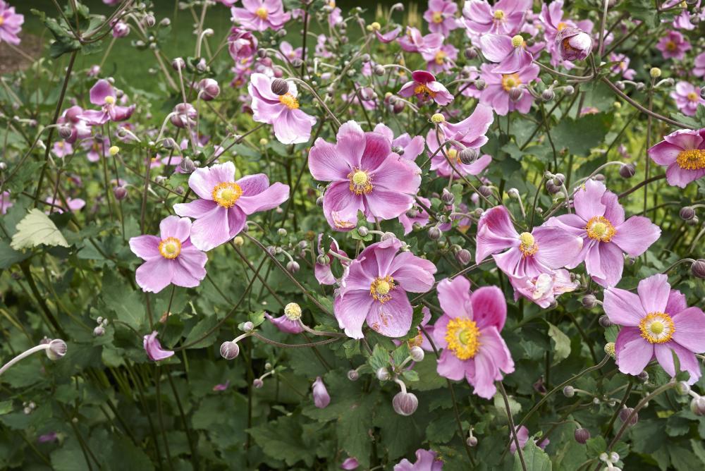 Anemone Care How To Grow And Harvest Anemones