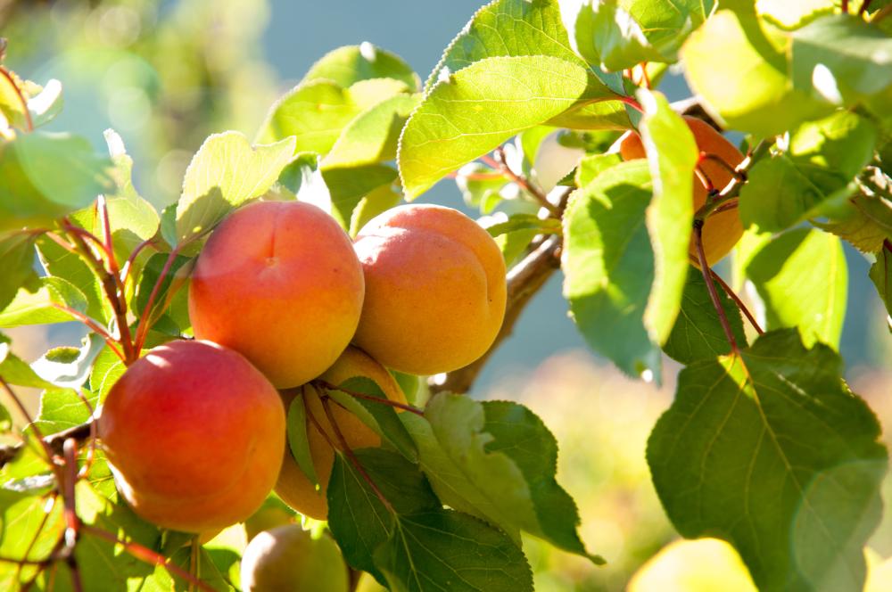 Apricot Growing Problems How to Solve the Issues of Your Apricot Tree