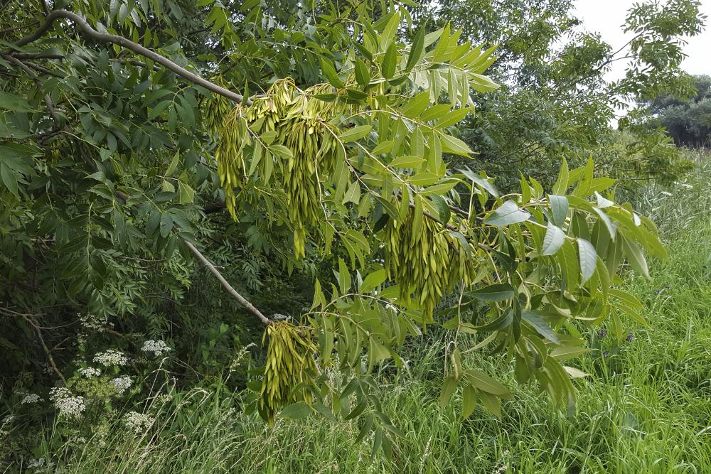 Ash Tree All You Need to Know About Growing and Caring for Beautiful