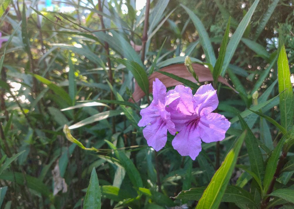 Mexican Petunia Care How to Grow & Care for the Ruellia Brittoniana Plant