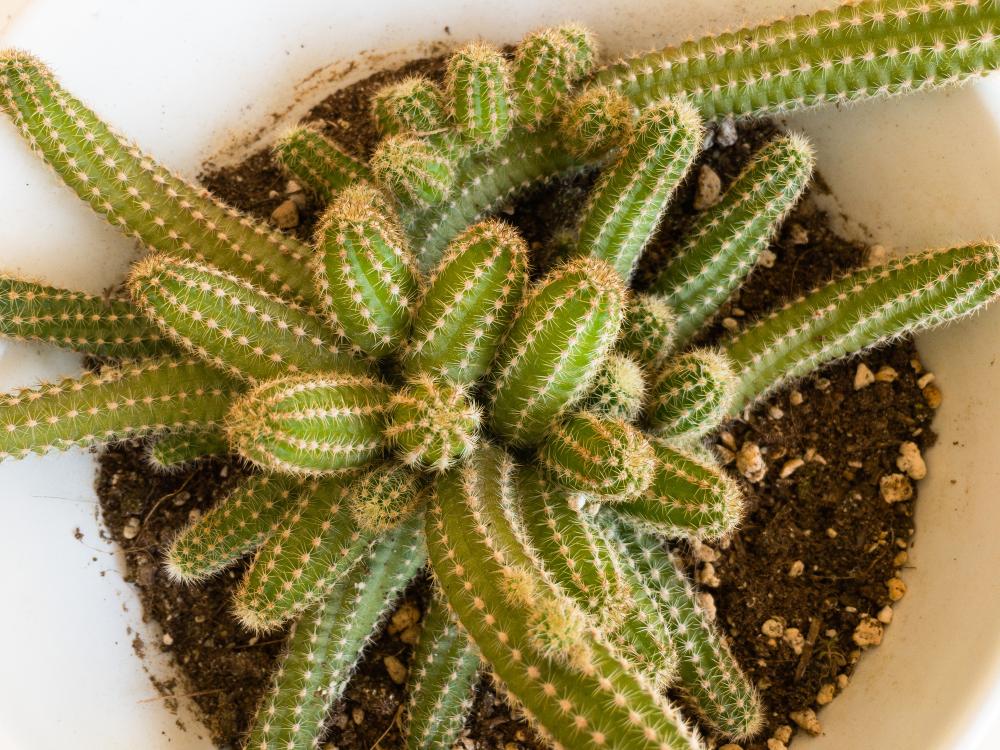 How to Grow & Care for the Peanut Cactus Comometal