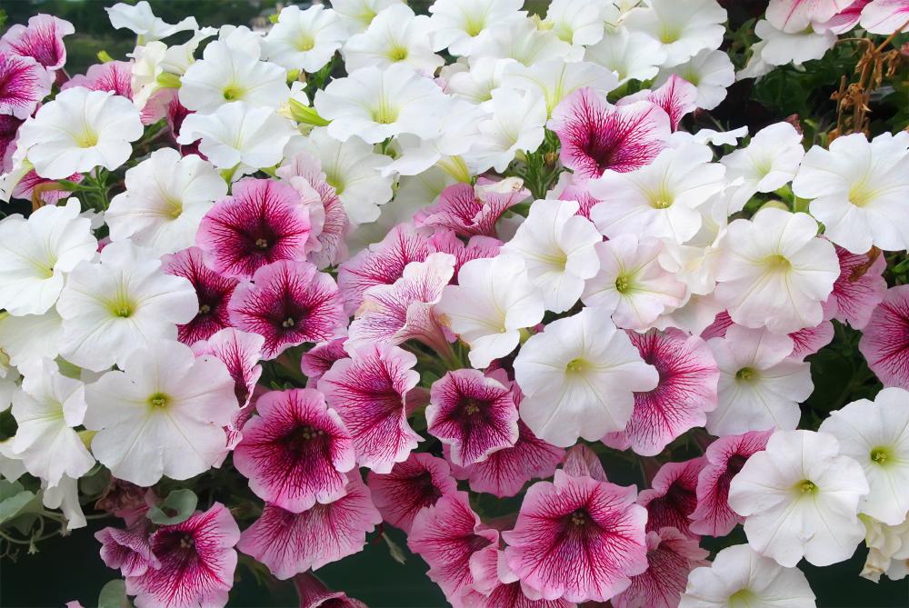 Petunia Growing Problems And Ways To Fix Them
