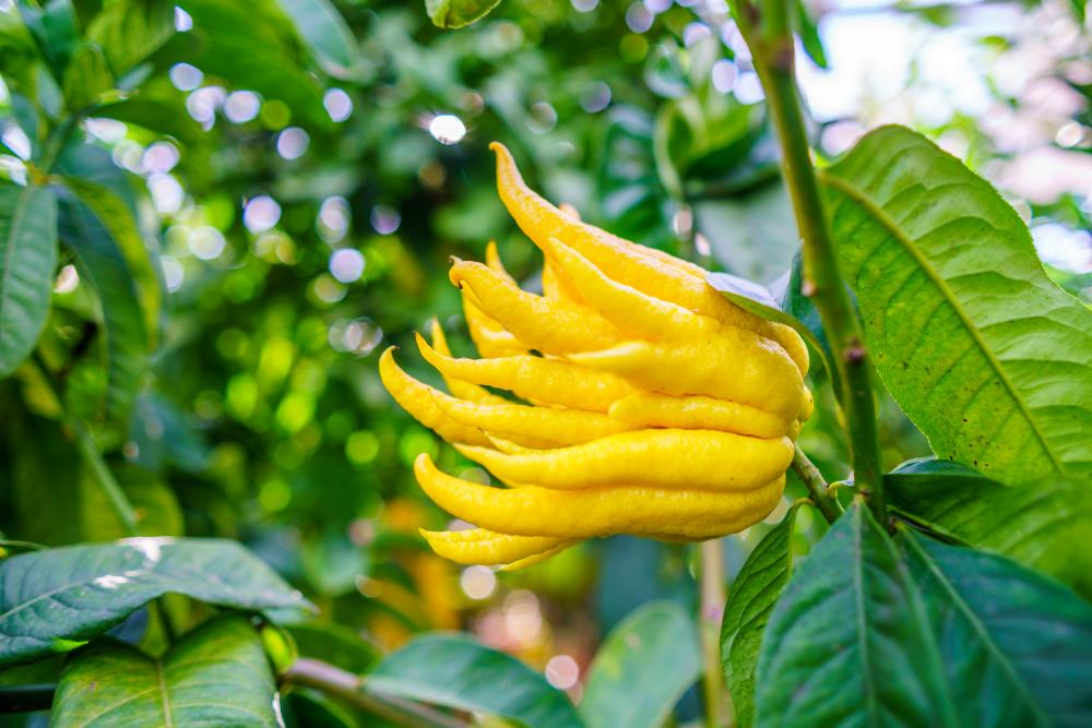 Buddha's Hand Tree Care How To Grow And Harvest Buddha’s Hand Citron