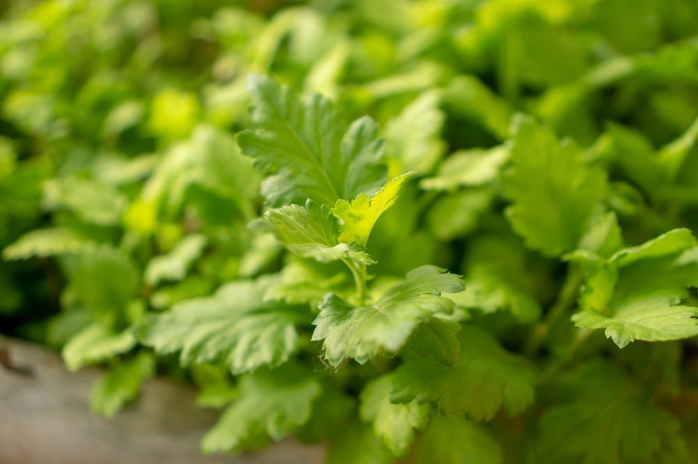 How to Grow Celery to Enjoy Your Own Crop in Home Cooking