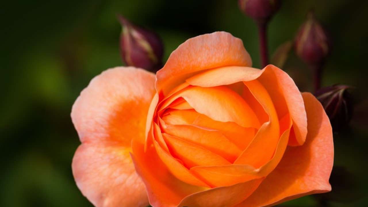 Happy Rose Day 2021 From Red to Lavender, know what different colours