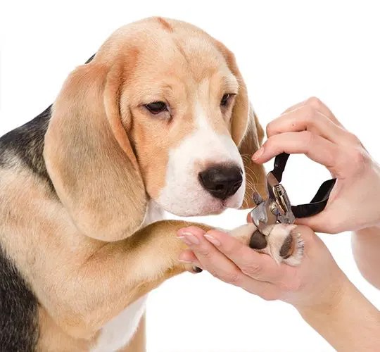 How To Clip Your Dogs Nail Properly? Dog Nail Trimming Guide