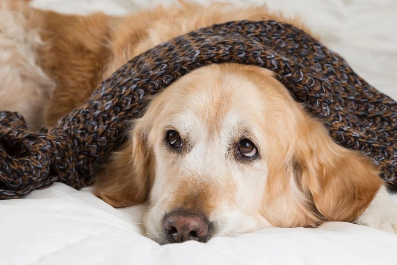 Mon chien est enrhumé causes et remèdes