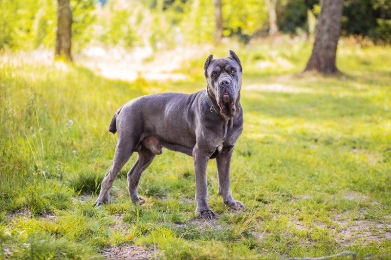 All the Cane Corso colors explained (with pictures!)