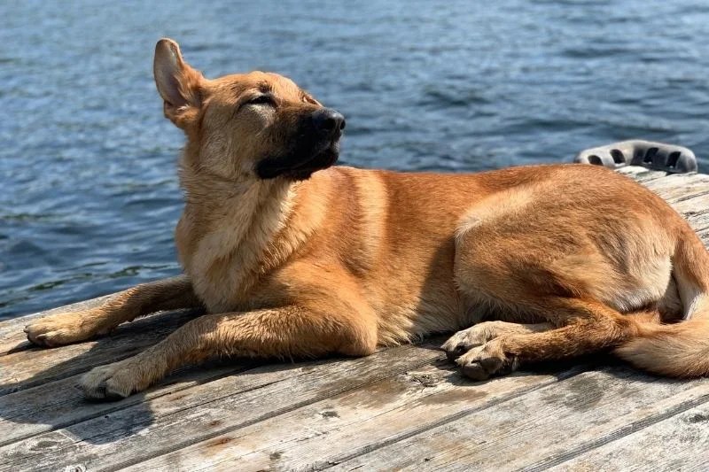 Golden German Shepherd
