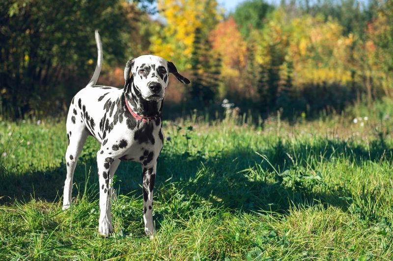 15 spotted dog breeds (with pictures)