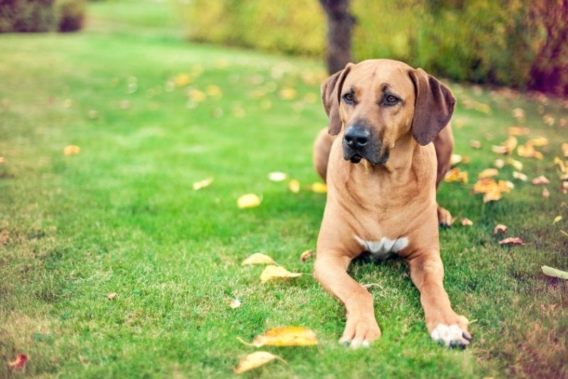 10 dog breeds that don't bark